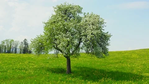 Blooming  tree Stock Footage 130850809