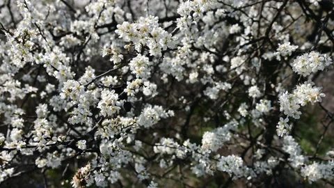 Blooming tree. Stock Footage 179021738