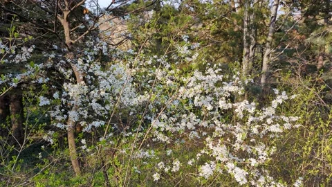 Blooming tree in the forest Stock Footage 236972760