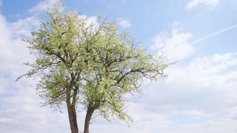 Blooming tree in front of the blue sky with white clouds Stock Footage 230035286