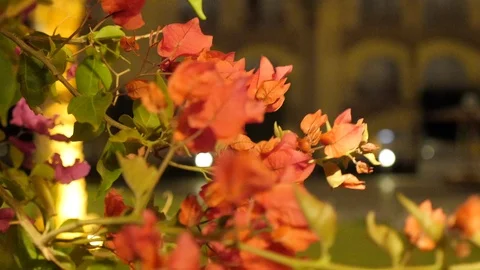 Blooming Tree in the Garden Stock Footage 86877163