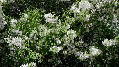 Blooming tree in the garden is moving in the wind. Stock Footage 154553958