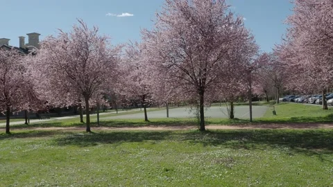 Blooming tree in the garden in spring. pink flowers blown by the wind Stock Footage 150481247