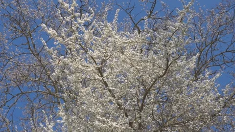 Blooming tree in Germany in Spring Stock Footage 305759284