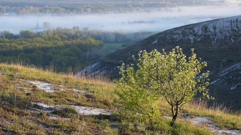 Blooming tree on hills Stock Footage 83646340