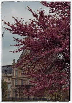 Blooming Tree with Historic Architecture in the Background Stock Photos