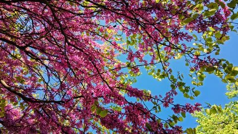 Blooming tree Judas tree against a blue sky Stock Photos