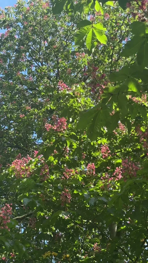 Blooming tree, lush green leaf canopy moving softly, beautiful pink flower array Stock Footage 337662776
