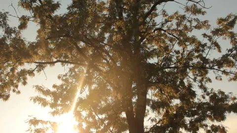 Blooming tree in morning Video stock 111763193