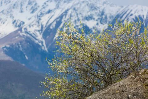 Blooming tree in the mountains Stock Photos