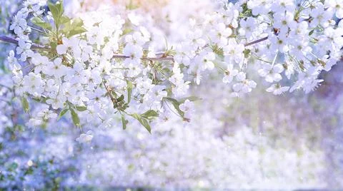 Blooming tree natural background postcard gentle pastel colors Stock Photos
