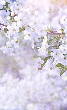 Blooming tree natural background postcard gentle pastel colors.Very soft focus Stock Photos