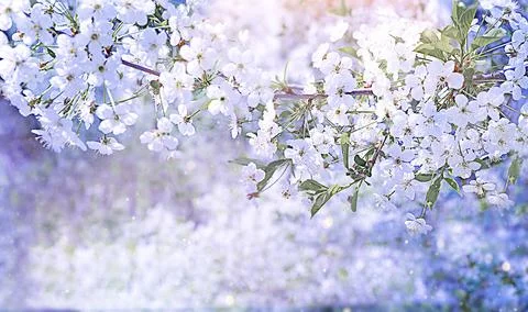 Blooming tree natural background postcard gentle pastel colors Stock Photos