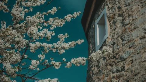 Blooming tree next to a medieval mill Stock-Fotos