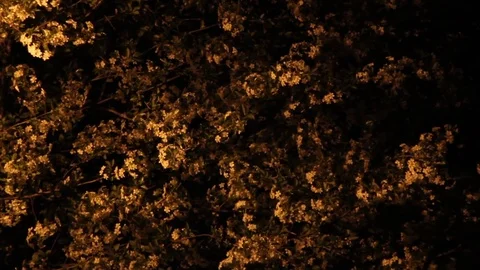 Blooming tree at night Stockbeeldmateriaal 84727993