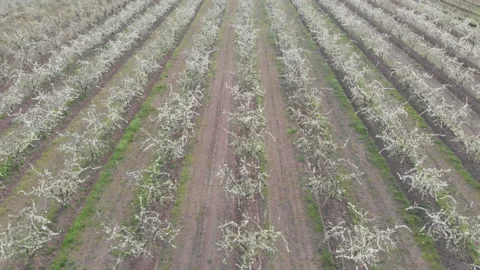 Blooming tree orchard in spring Stock Footage 153926152
