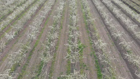 Blooming tree orchard in spring Stock Footage 153926647