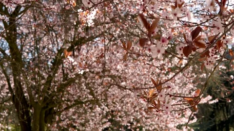 Blooming Tree in Paris During Spring Stock Footage 307012312