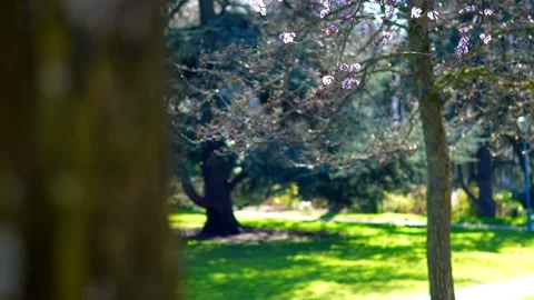 Blooming Tree in Paris During Spring Reveal Stock Footage 307012337