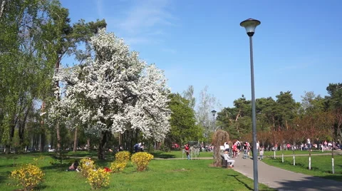 Blooming tree in the park Stock Footage 49546712