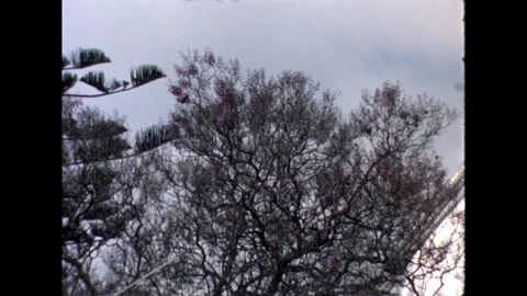 Blooming Tree in the Park Stock Footage 278331901