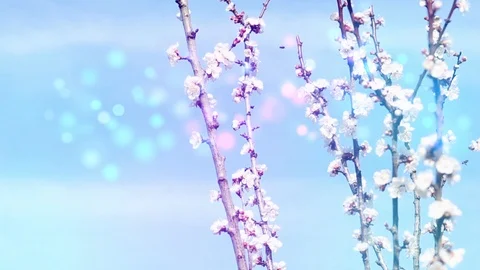 Blooming tree pastel spring Stock Footage 106933803