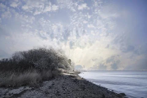 Blooming tree on a pebble beach Stock Photos
