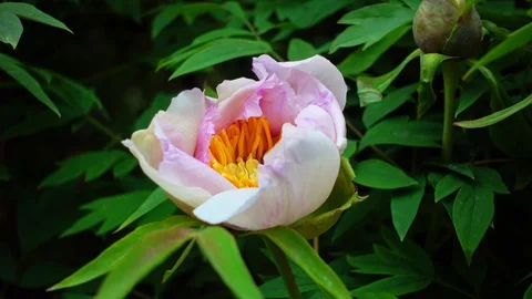 Blooming tree peony in spring 4k video. Stock Footage 108876399
