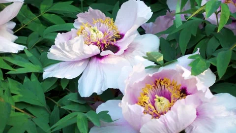 Blooming tree peony in the spring in the park. Stock Footage 243497462