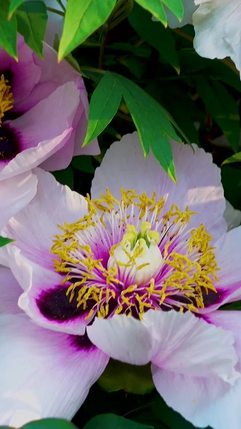 Blooming tree peony in the spring in the park. Stock Footage 335456504