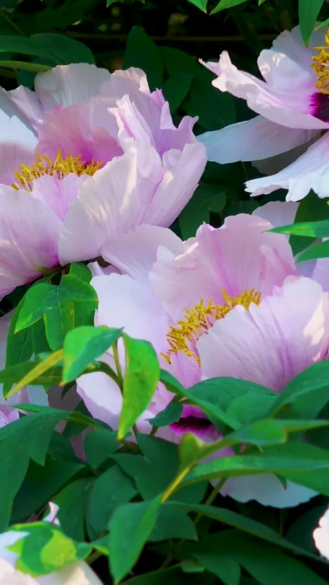 Blooming tree peony in the spring in the park. 動画素材 335456512