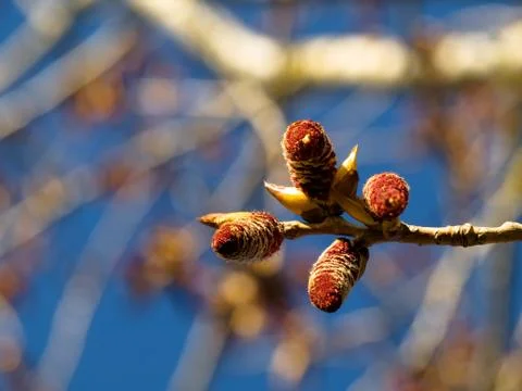 Blooming tree 스톡 사진