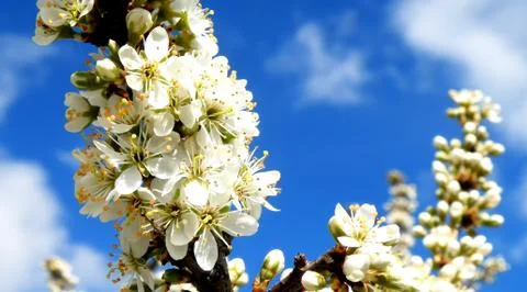 Blooming tree Stock Photos