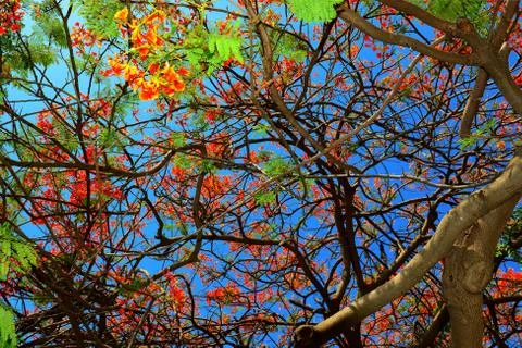 Blooming tree Stock Photos