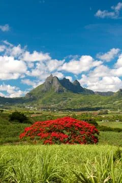 Blooming Tree 스톡 사진