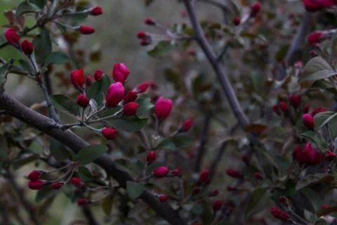 Blooming Tree Stock Photos