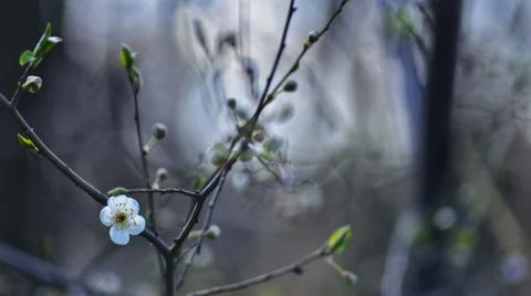 Blooming tree. Stock Photos