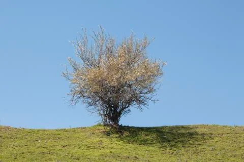 A blooming tree. Stock Photos