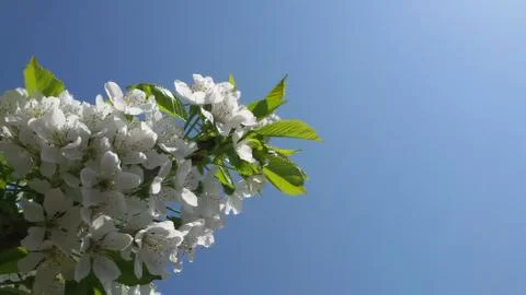 Blooming tree Stock Photos