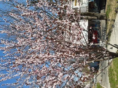 Blooming Tree Stock Photos
