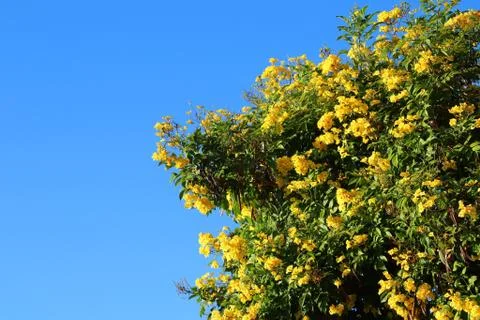 Blooming Tree 스톡 사진