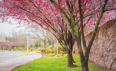 Blooming Tree Stock Photos