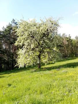 Blooming tree Foto stock