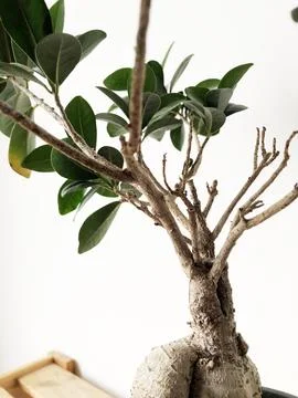 Blooming tree Stock Photos