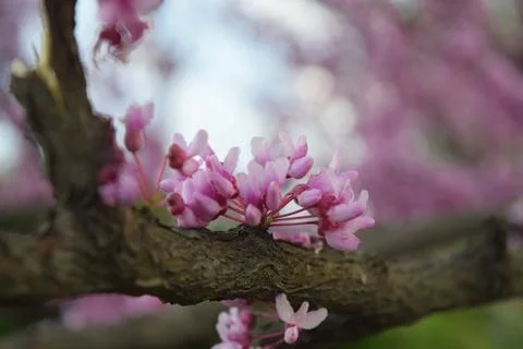 Blooming tree Foto stock