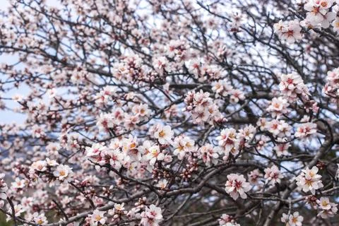 Blooming tree Stock Photos