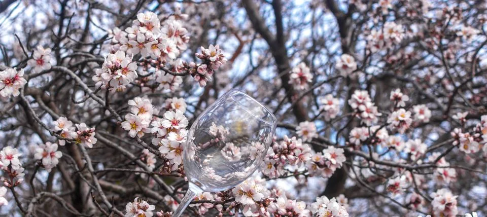 Blooming tree Stock Photos