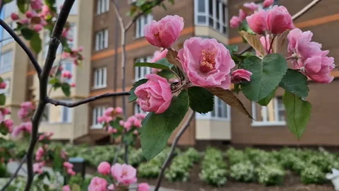 Blooming tree with pink flowers . A bee on a flower Stock Footage 221610033