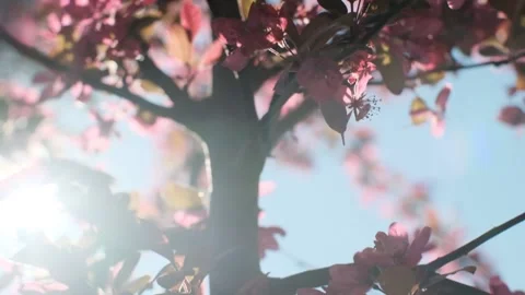 Blooming tree with pink flowers Stock Footage 155201274