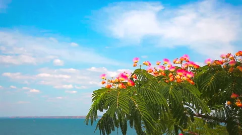 Blooming tree with pink flowers in spring. Stock Footage 53831022